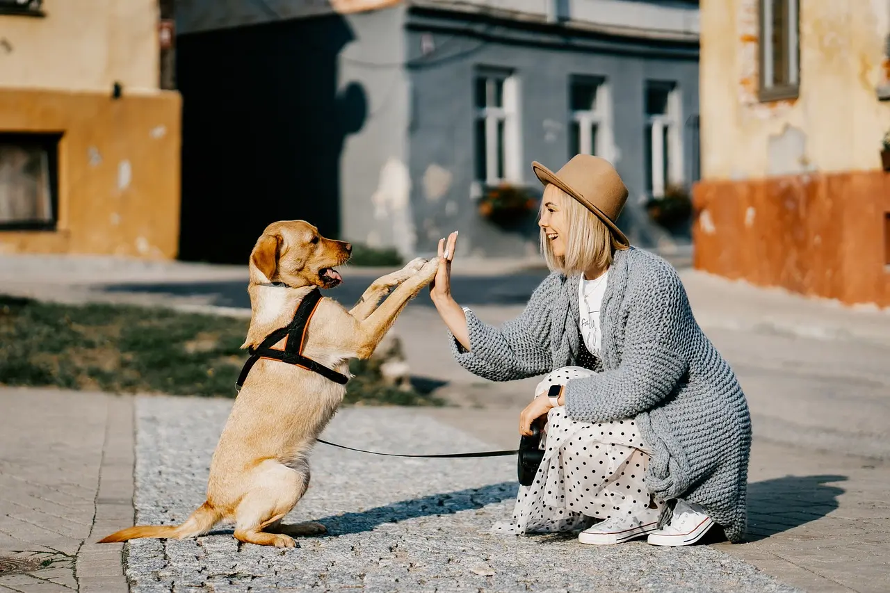 Hundezubehör & Training