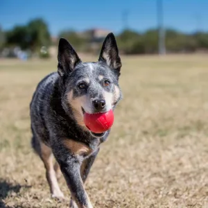 Kong Ball.1