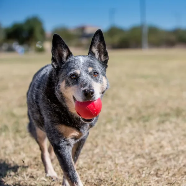 Kong Ball.1